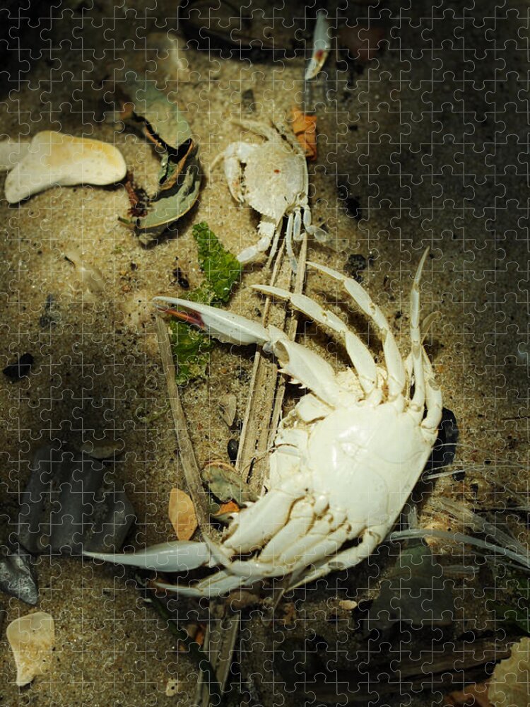 Blue Crab Jigsaw Puzzle featuring the photograph A Time to Shed by Rebecca Sherman