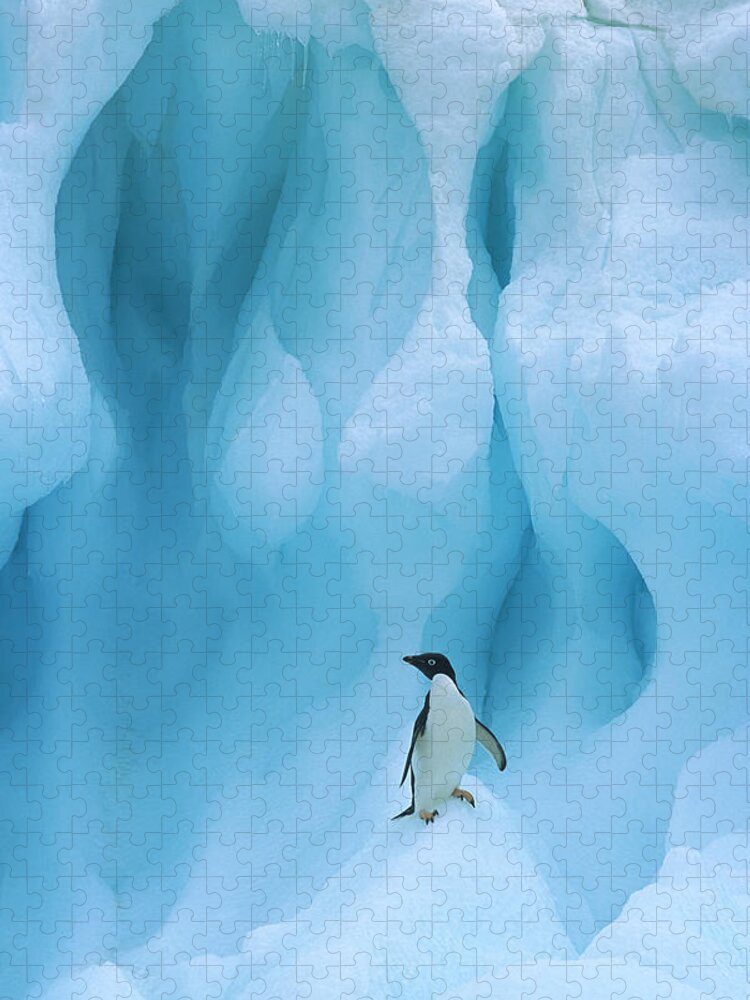 00260284 Jigsaw Puzzle featuring the photograph Adelie Penguin on Iceberg by Colin Monteath