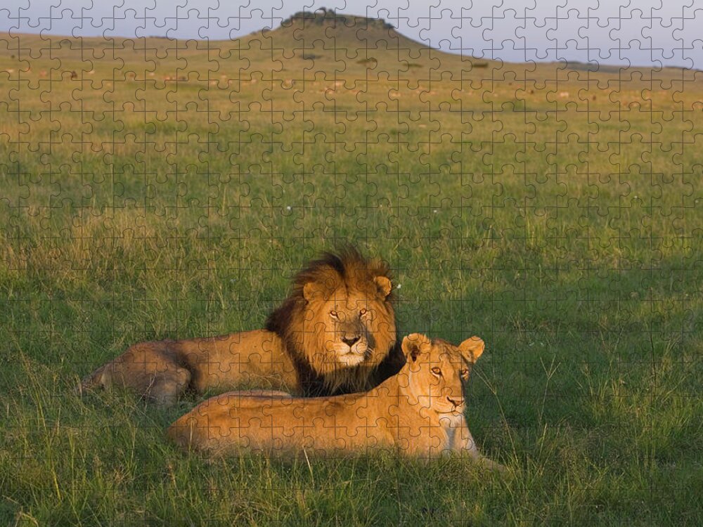 Mp Jigsaw Puzzle featuring the photograph African Lion Panthera Leo Male by Suzi Eszterhas