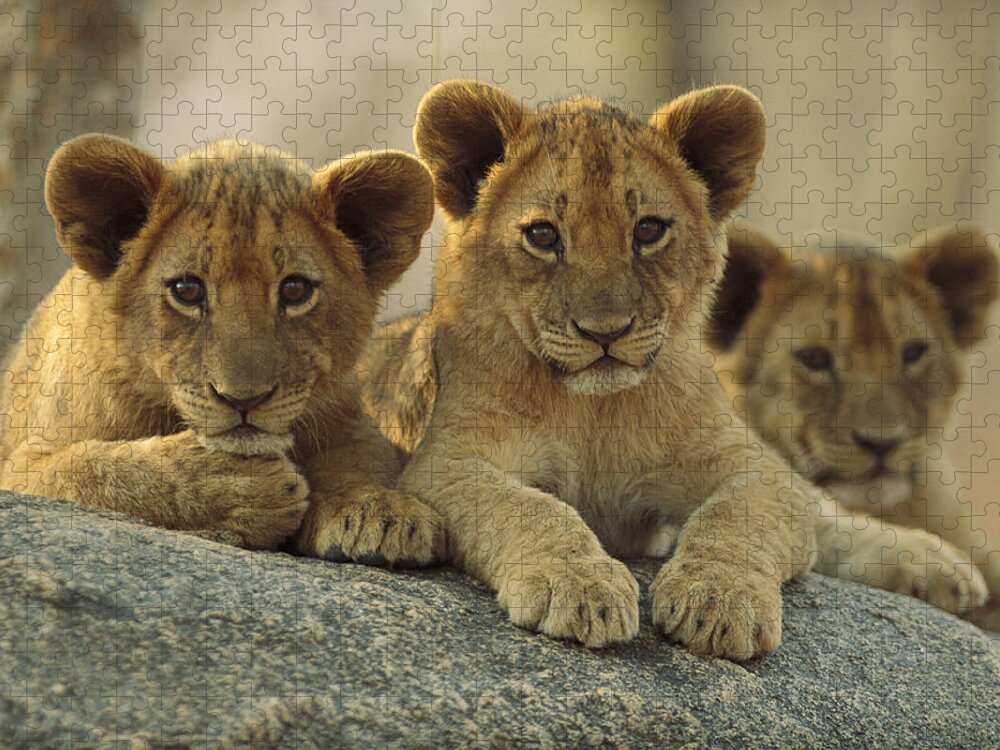 00171962 Jigsaw Puzzle featuring the photograph African Lion Three Cubs Resting by Tim Fitzharris