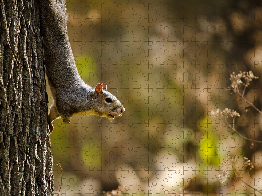 Squirrel Jigsaw Puzzle featuring the photograph Alert by Mark Papke