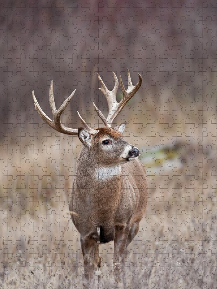 Whitetail Jigsaw Puzzle featuring the photograph Alert Whitetail Buck by D Robert Franz