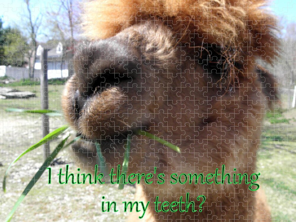 Alpaca Jigsaw Puzzle featuring the photograph Alpaca being silly by Kim Galluzzo