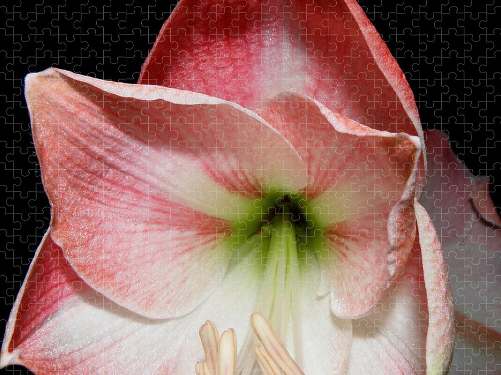 Lily Jigsaw Puzzle featuring the photograph Amaryllis in bloom by Kim Galluzzo