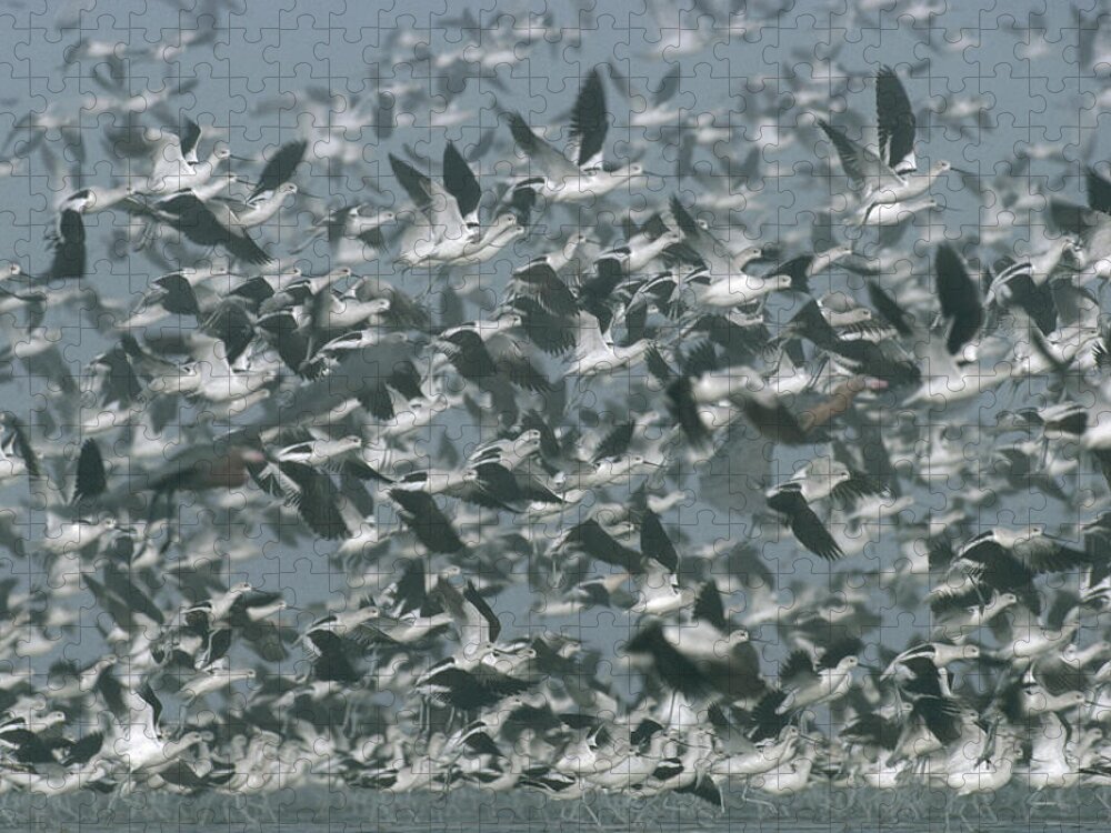 00171486 Jigsaw Puzzle featuring the photograph American Avocet Flock Erupting by Tim Fitzharris
