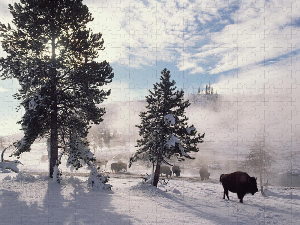 00174314 Jigsaw Puzzle featuring the photograph American Bison In Winter Yellowstone by Tim Fitzharris