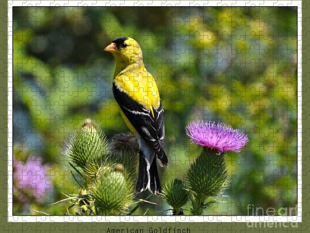 Bird Jigsaw Puzzle featuring the photograph American Goldfinch 2 by Elaine Manley