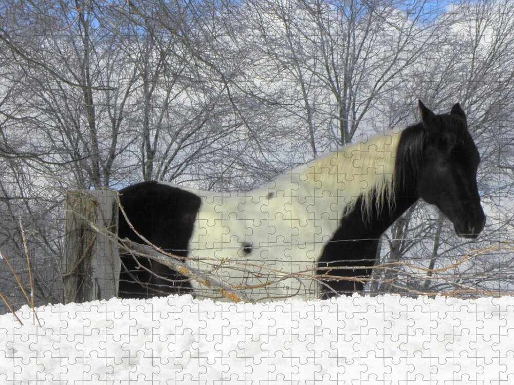 Horse Jigsaw Puzzle featuring the photograph An Oreo Horse In The Snow by Kim Galluzzo