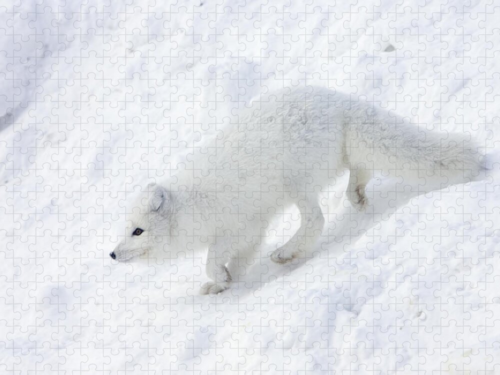 Mp Jigsaw Puzzle featuring the photograph Arctic Fox Alopex Lagopus On Snow Drift by Matthias Breiter