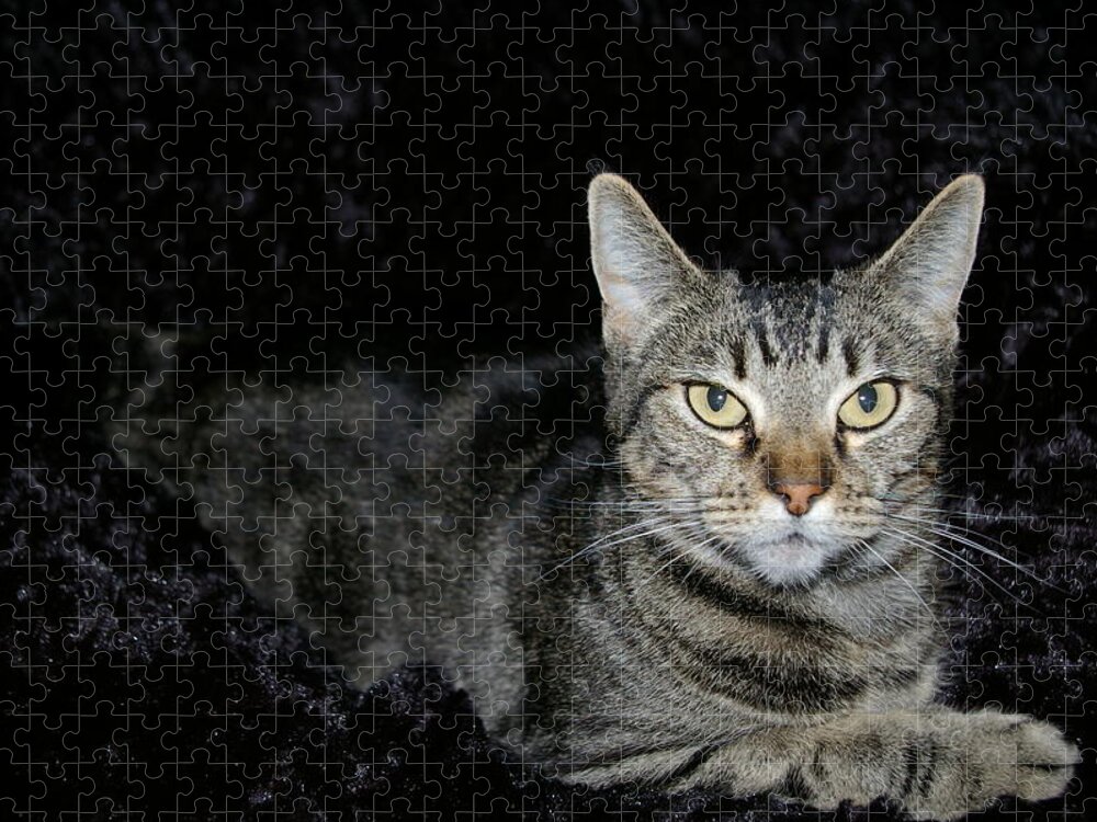 Cats Jigsaw Puzzle featuring the photograph Are you talking to me by Kristy Urain