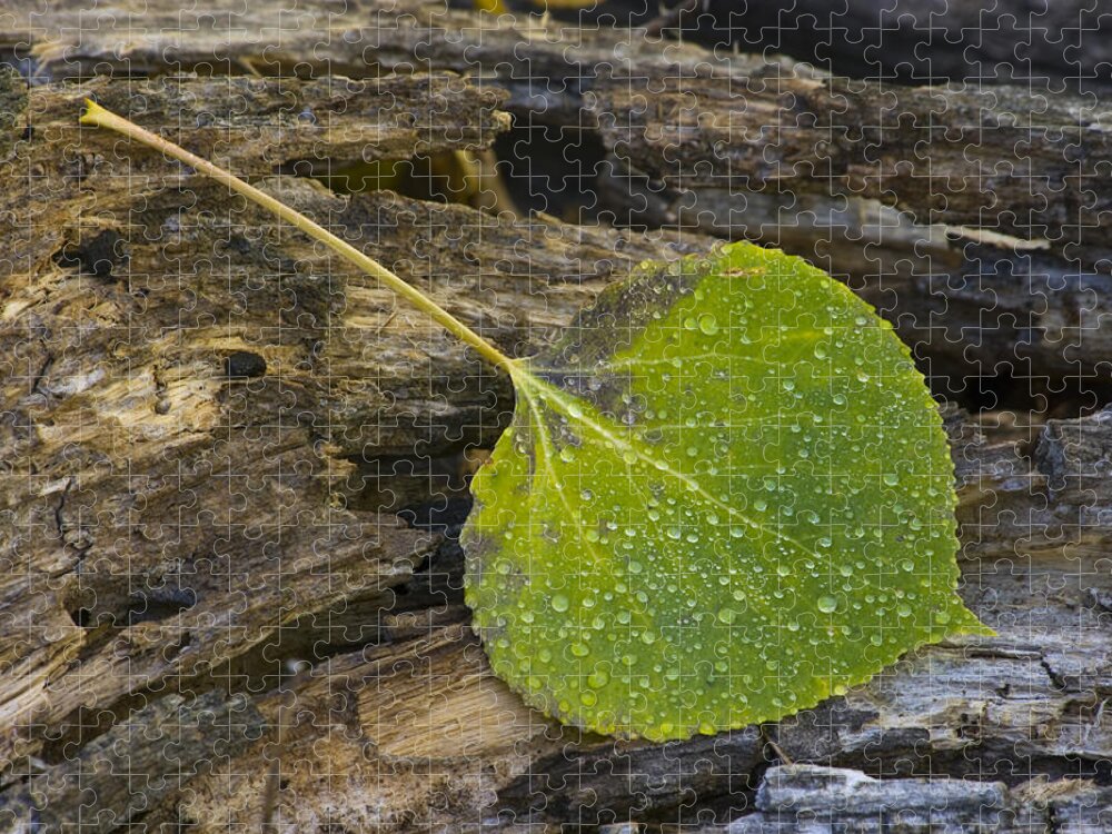 Nature Aspen Leaf Dew Rocky Mountain National Park Rmnp Colorado Jigsaw Puzzle featuring the photograph Aspen Leaf - 0824 by Jerry Owens