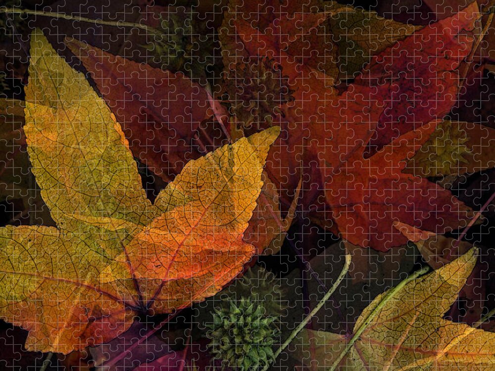 Collage Jigsaw Puzzle featuring the photograph Autumn Leaves Collage by Bonnie Bruno