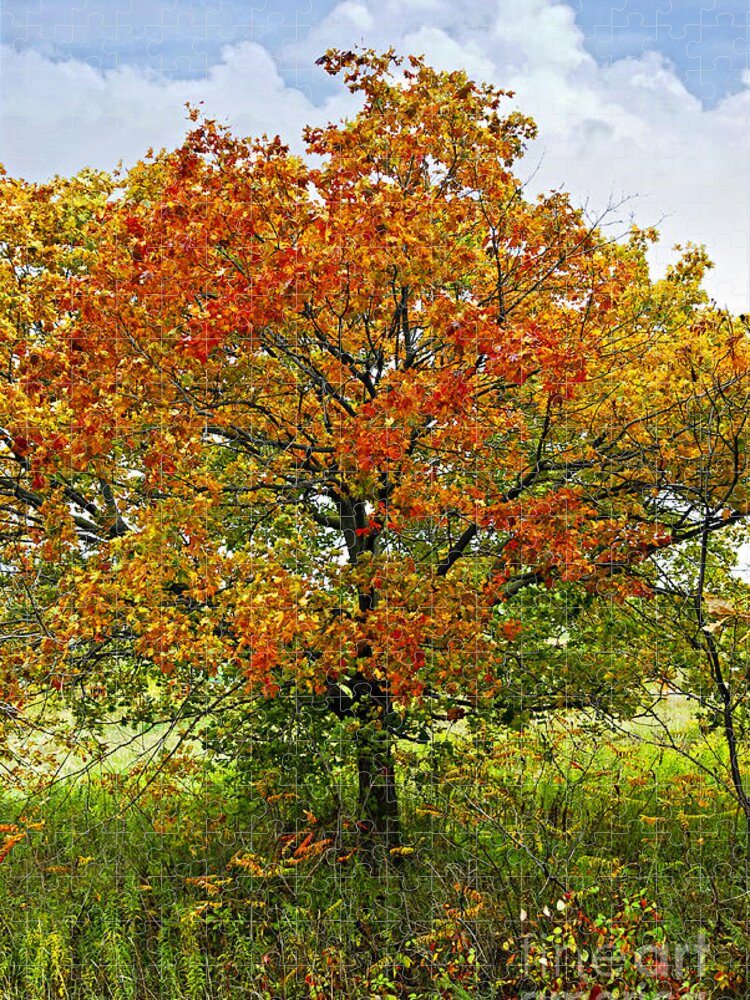 Autumn Jigsaw Puzzle featuring the photograph Autumn maple tree by Elena Elisseeva