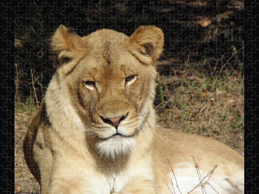 Lioness Jigsaw Puzzle featuring the photograph Aww Tilt by Kim Galluzzo