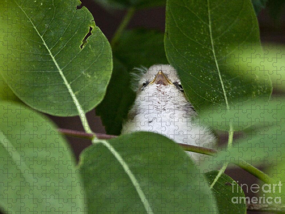 Birds Jigsaw Puzzle featuring the photograph Baby Bird Peeping in the Bushes by Jeannette Hunt