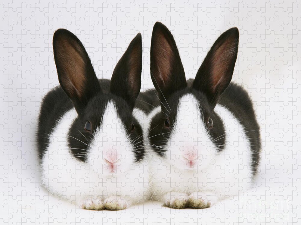 Black-and-white Dutch Rabbit Jigsaw Puzzle featuring the photograph Baby Black-and-white Dutch Rabbits by Jane Burton
