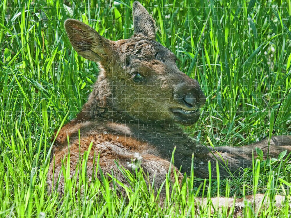 Moose Baby Jigsaw Puzzle featuring the photograph Baby Moose by Gary Beeler