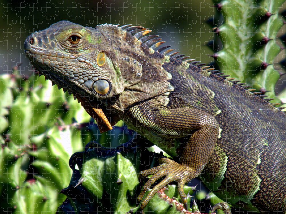 Reptiles Jigsaw Puzzle featuring the photograph Balance of Scales by Karen Wiles