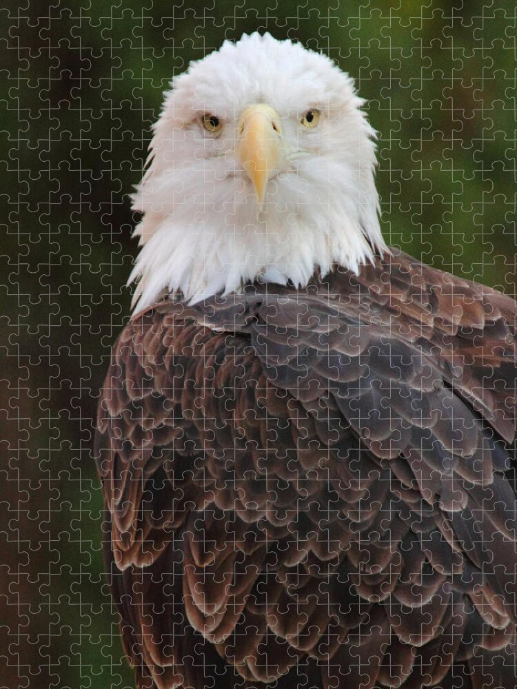 Bald Eagle Jigsaw Puzzle featuring the photograph Bald Eagle by Coby Cooper
