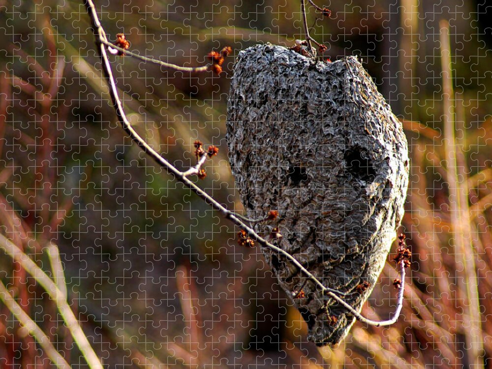 Usa Jigsaw Puzzle featuring the photograph Bald faced hornet nest by LeeAnn McLaneGoetz McLaneGoetzStudioLLCcom