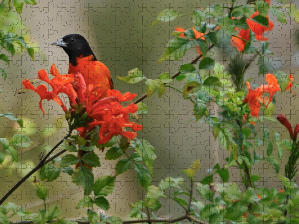 Baltimore Jigsaw Puzzle featuring the photograph Baltimore Oriole in Orange Honeysuckle by Bradford Martin