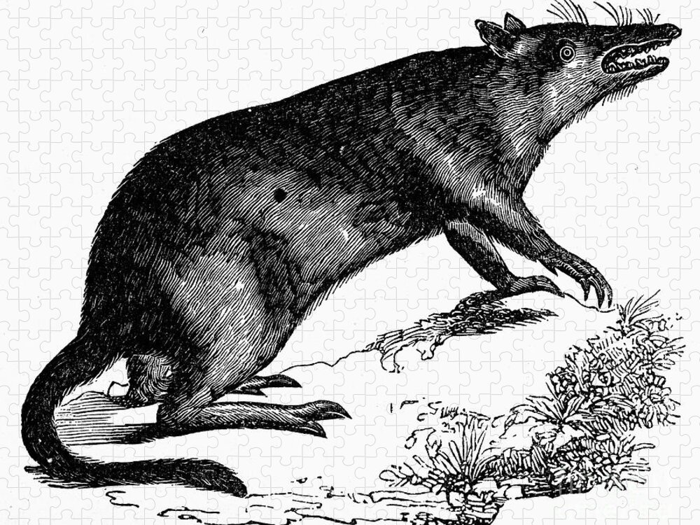 19th Century Jigsaw Puzzle featuring the photograph Bandicoot by Granger