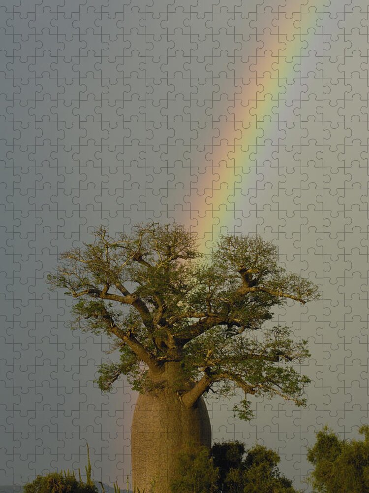 Mp Jigsaw Puzzle featuring the photograph Baobab Adansonia Sp And Rainbow by Pete Oxford