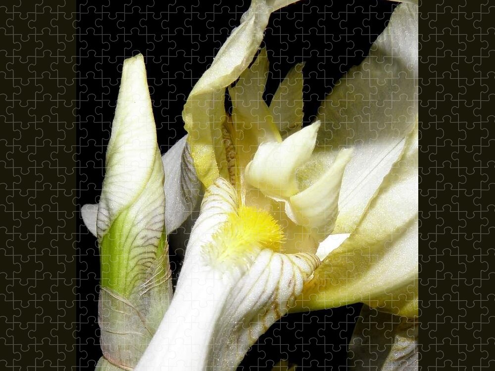 Iris Jigsaw Puzzle featuring the photograph Bearded Iris At Night by Kim Galluzzo