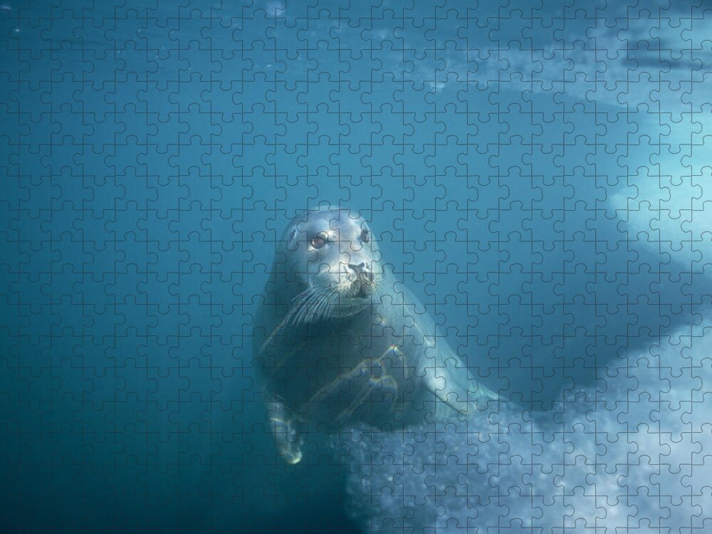 00123513 Jigsaw Puzzle featuring the photograph Bearded Seal Underwater Norway by Flip Nicklin