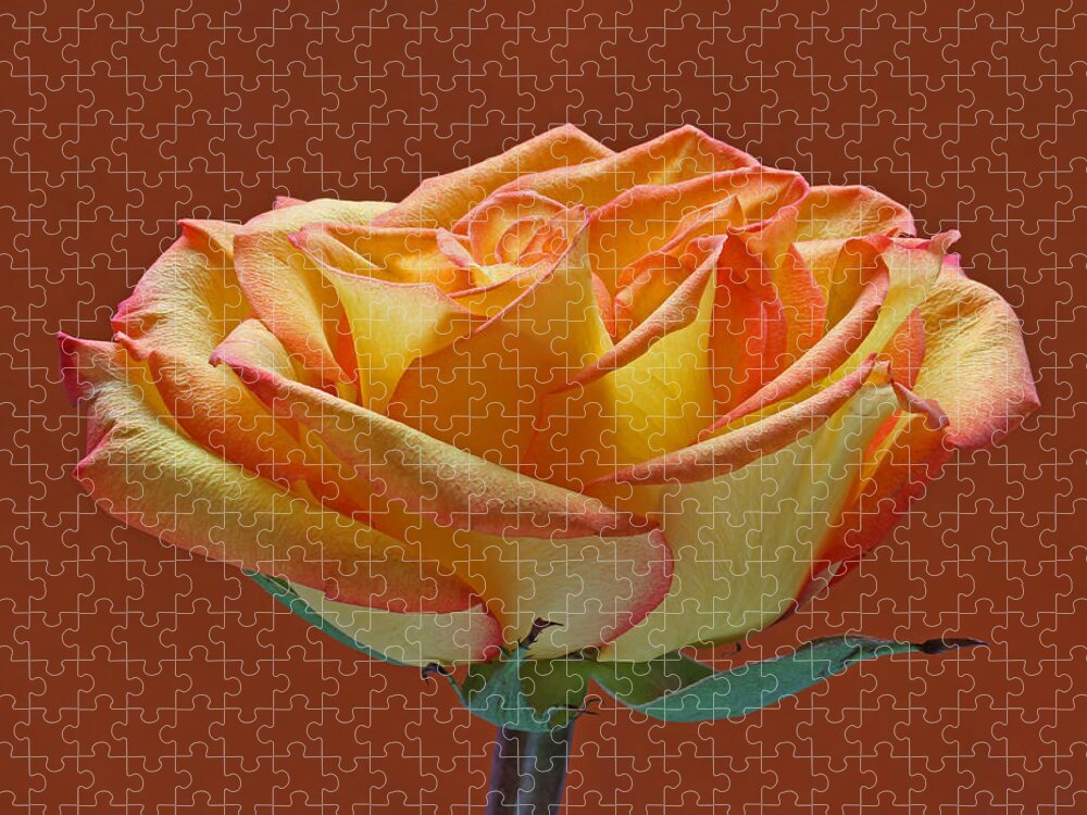 Rose Jigsaw Puzzle featuring the photograph Beautiful Rosa by Juergen Roth