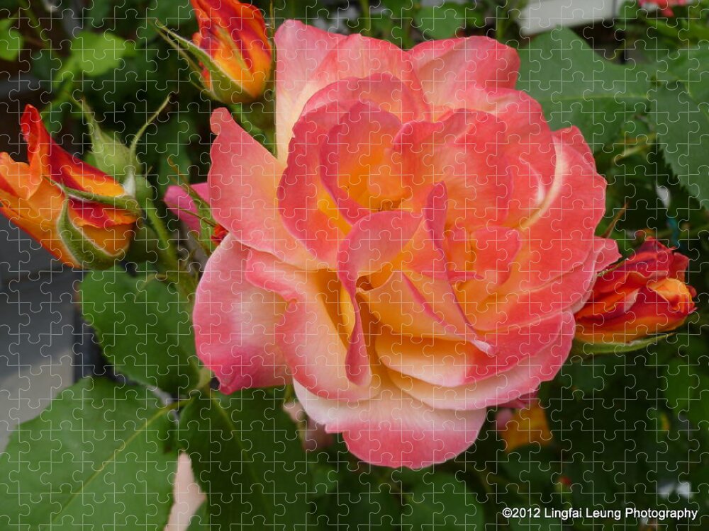 Flower Macro Jigsaw Puzzle featuring the photograph Beautiful rose with buds by Lingfai Leung