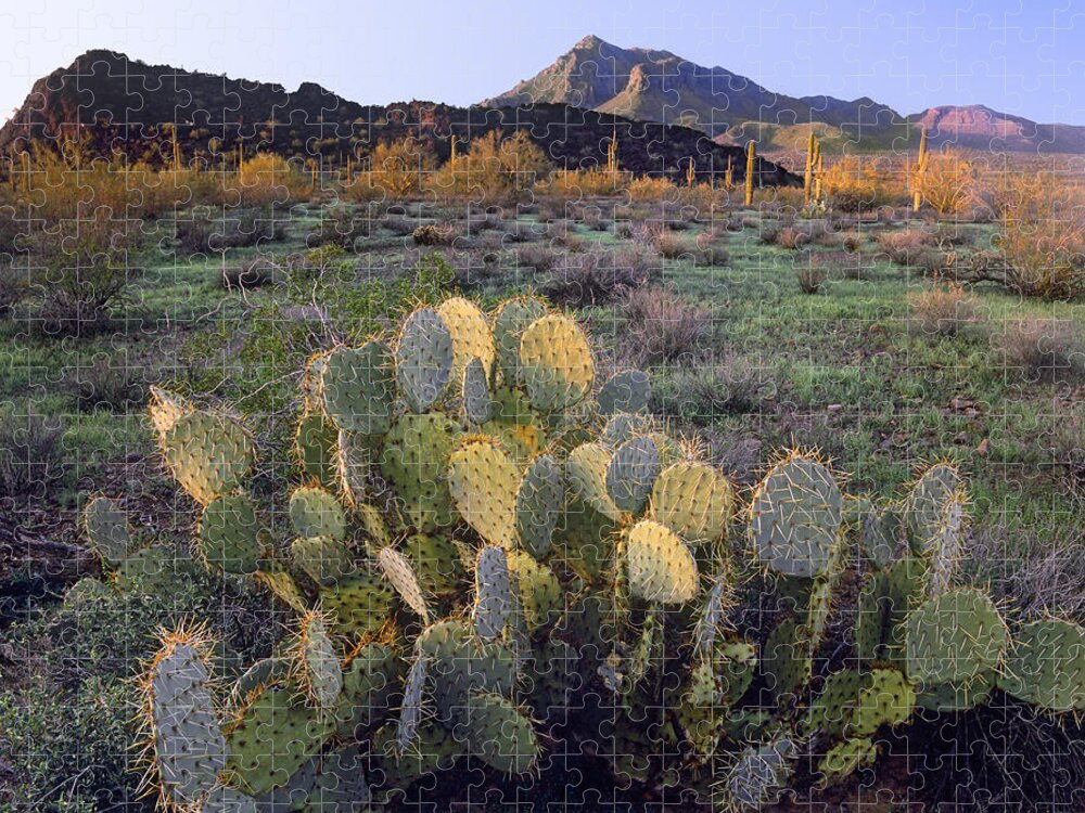 00176714 Jigsaw Puzzle featuring the photograph Beavertail Cactus With Picacho Mountain by Tim Fitzharris