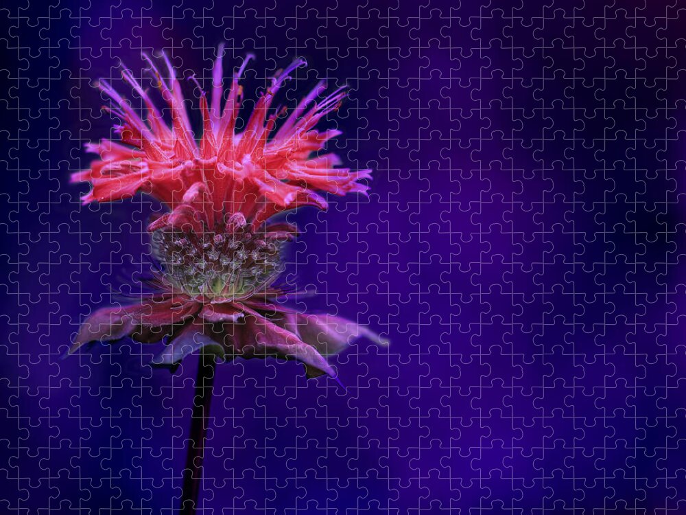 Bee Jigsaw Puzzle featuring the photograph Bee Balm by Shelley Neff