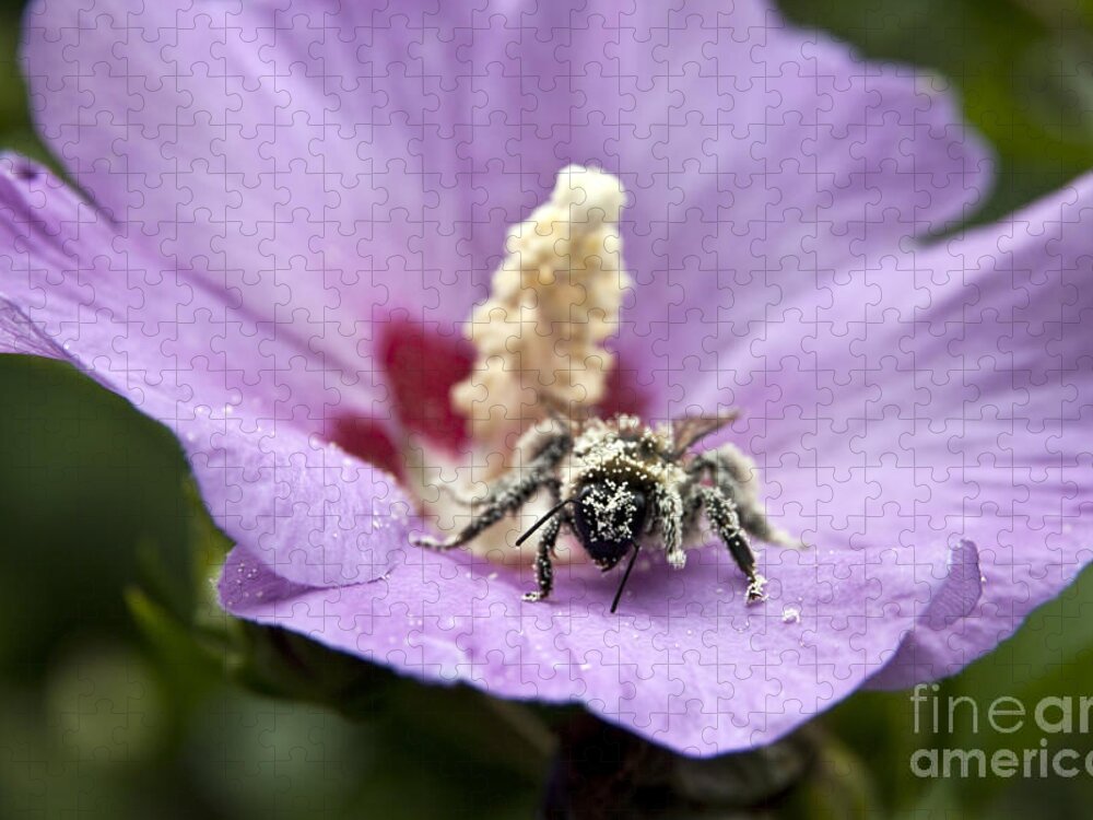 Bee Jigsaw Puzzle featuring the photograph Bee Covered in Pollen by Jeannette Hunt