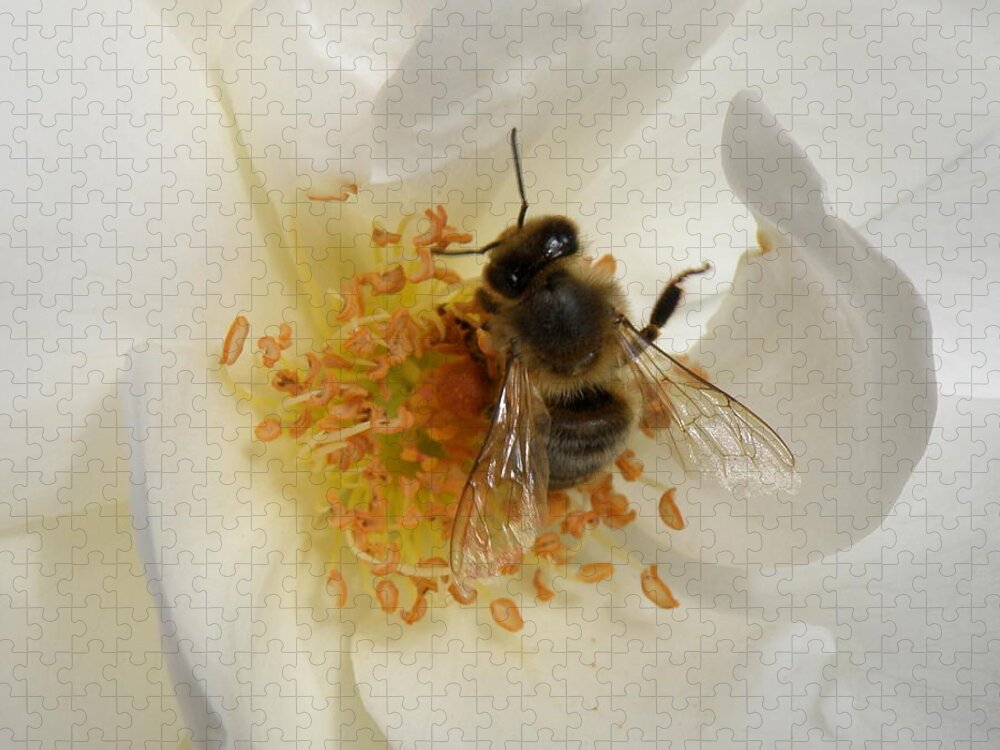 Bee Jigsaw Puzzle featuring the photograph Bee in a White Rose by Lainie Wrightson