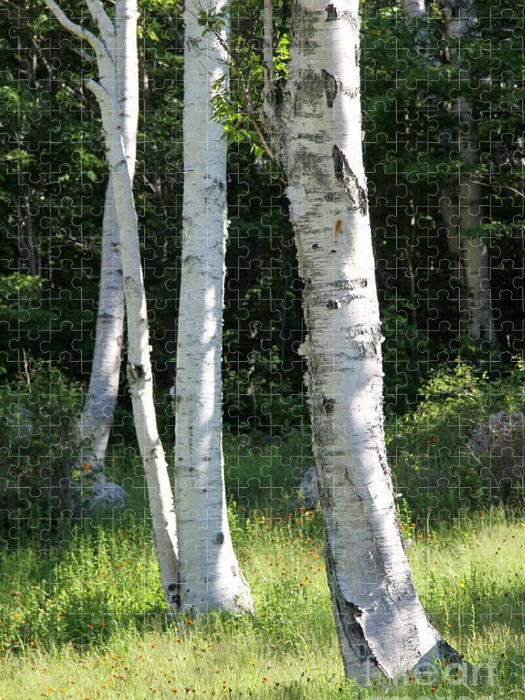 Birch Jigsaw Puzzle featuring the photograph Birches On A Meadow by Christiane Schulze Art And Photography