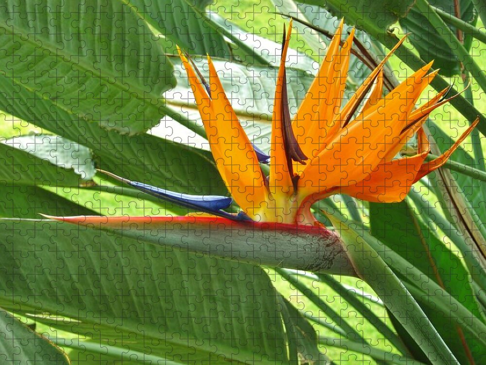 Bird Of Paradise Jigsaw Puzzle featuring the photograph Bird of Paradise by Craig Wood