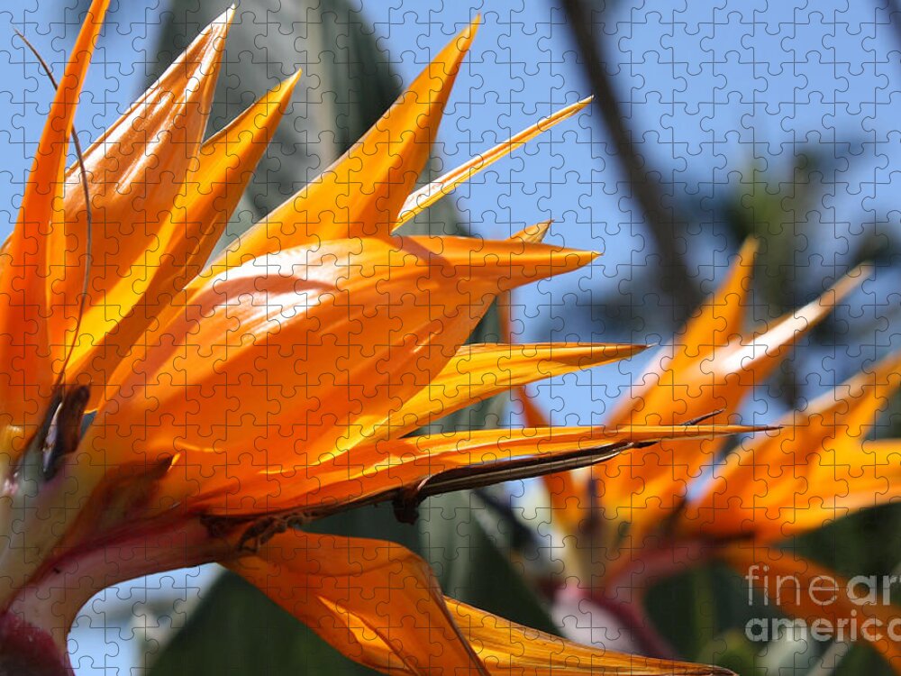 Wildflowers Jigsaw Puzzle featuring the photograph Bird of Paradise Flowers by Teresa Zieba