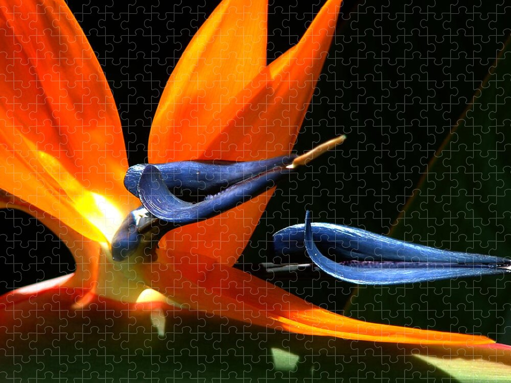 Nature Jigsaw Puzzle featuring the photograph Bird of Paradise by Peggy Urban
