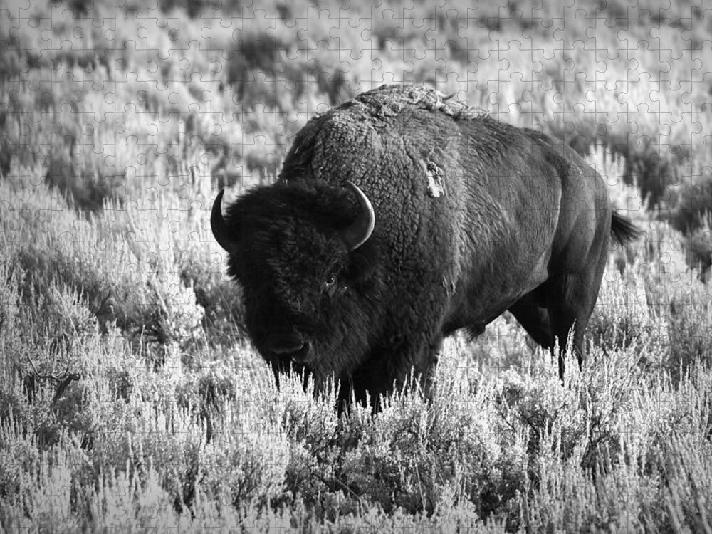 American Bison Jigsaw Puzzle featuring the photograph Bison in Black and White by Sebastian Musial