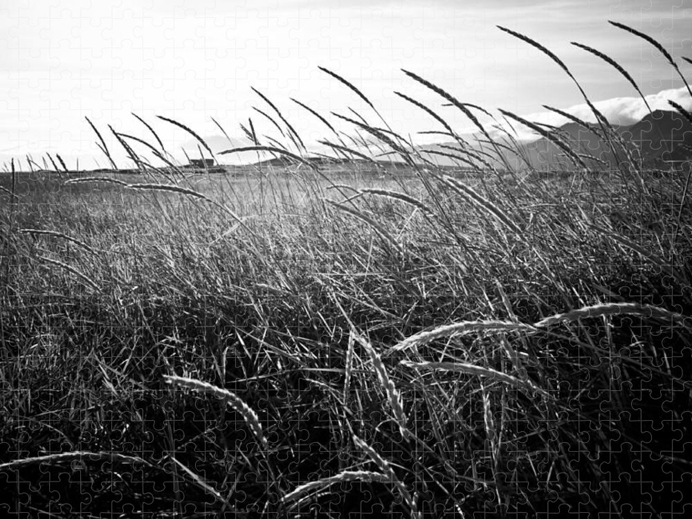 Iceland Jigsaw Puzzle featuring the photograph Black and White Tall Grass by Anthony Doudt