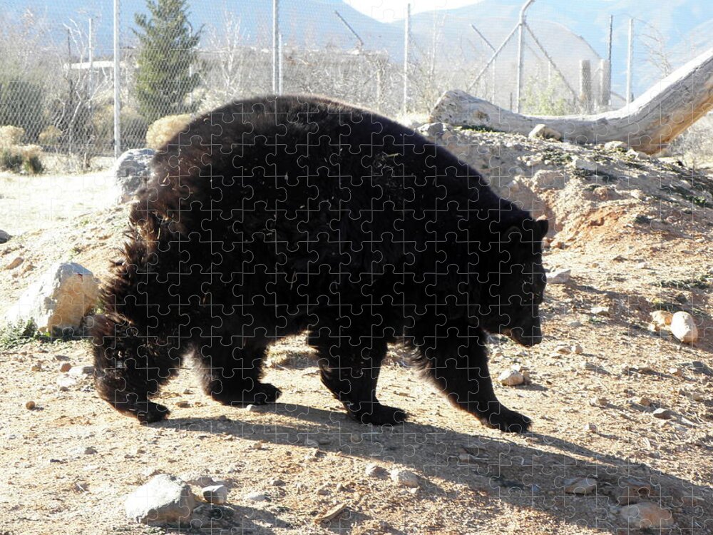Black Jigsaw Puzzle featuring the photograph Black Bear by Kim Galluzzo