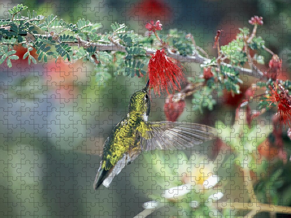 Mp Jigsaw Puzzle featuring the photograph Black-chinned Hummingbird Archilochus by Konrad Wothe
