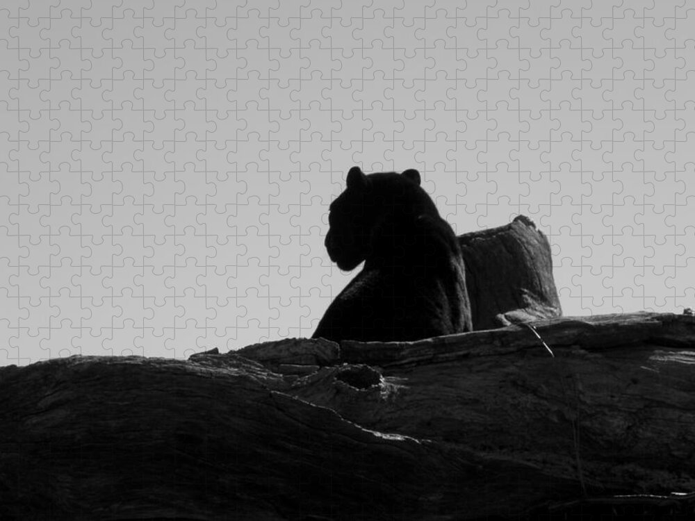 Black Jigsaw Puzzle featuring the photograph Black Jaguar by Kim Galluzzo