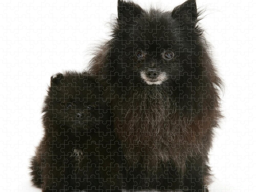 Jiffpom Puzzle  26.625" x 19.25” 1,000 Piece Puzzle 