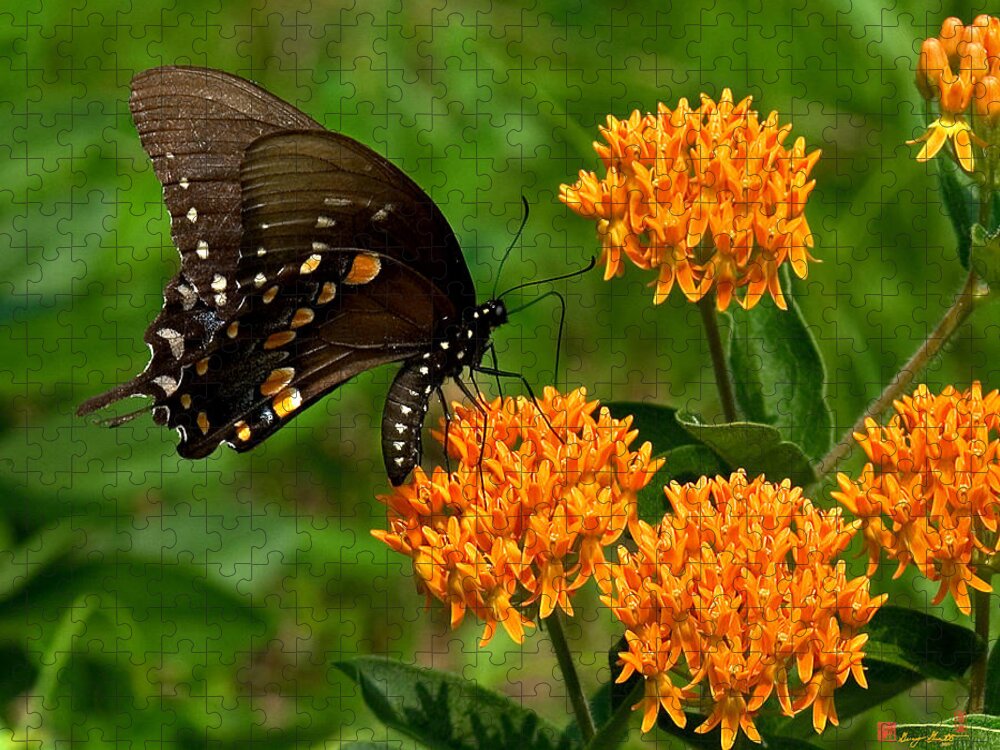 Insect Jigsaw Puzzle featuring the photograph Black Swallowtail Visiting Butterfly Weed DIN012 by Gerry Gantt
