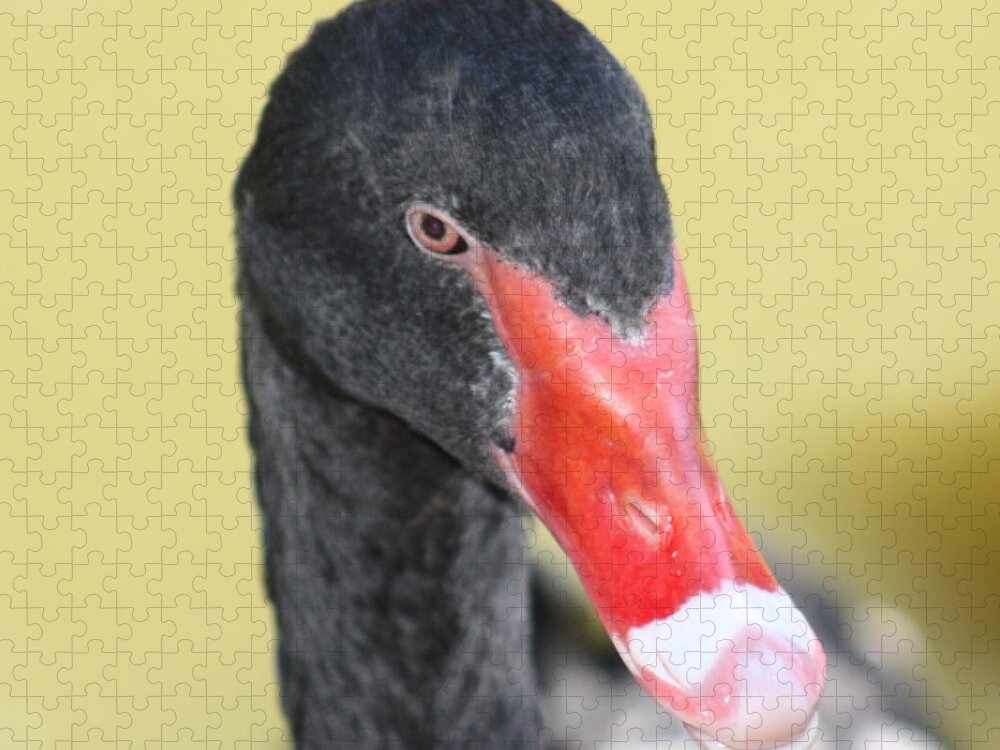 Black Jigsaw Puzzle featuring the photograph Black Swan by Kim Galluzzo
