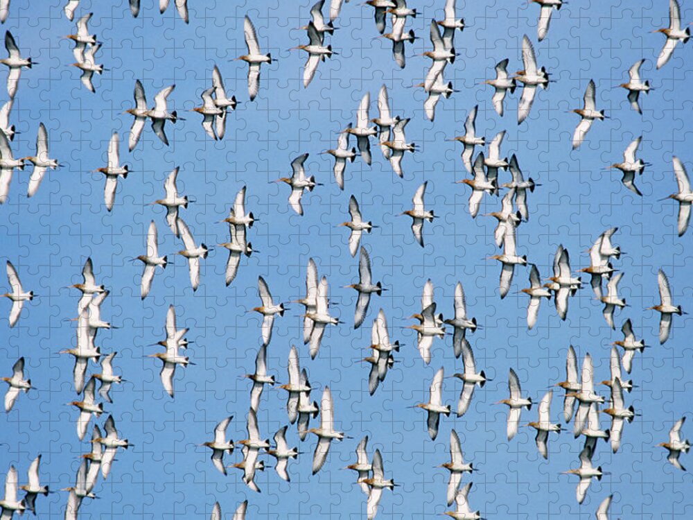Fn Jigsaw Puzzle featuring the photograph Black-tailed Godwit Limosa Limosa Flock by Frits Van Daalen