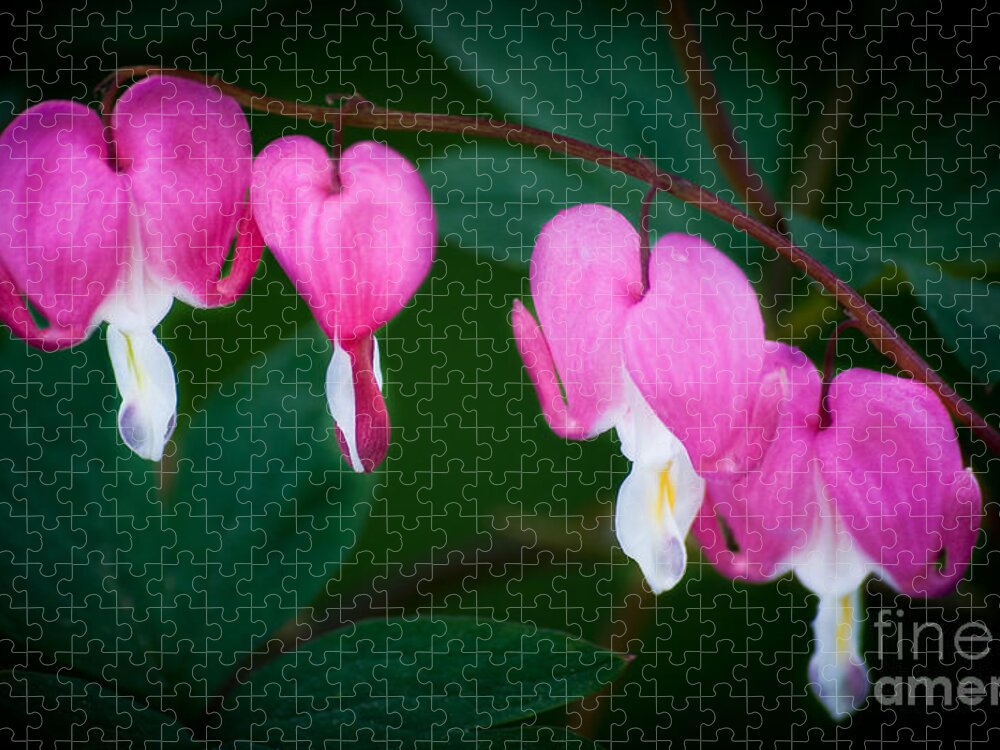 Flower Jigsaw Puzzle featuring the photograph Bleeding Hearts 002 by Larry Carr