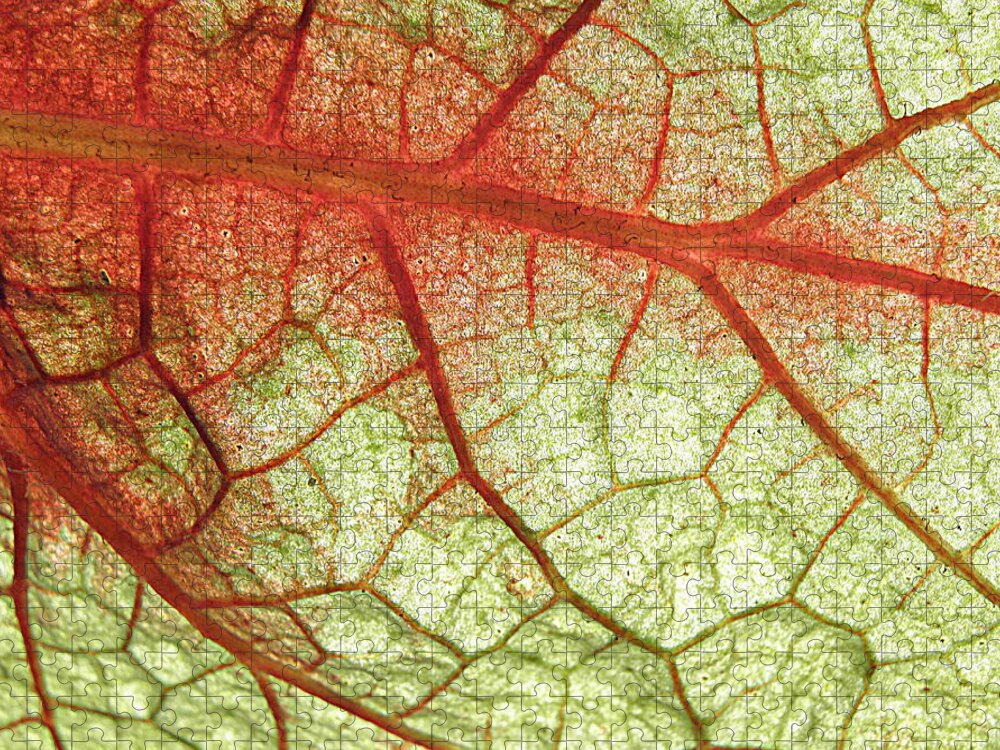 Leaf Veins Jigsaw Puzzle featuring the photograph Blood Vein Leaf by Kim Galluzzo